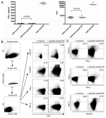 Figure 4. Detection of OCT4-reactive CD8+ T cells. (A–C) MACS-sorted CD4+ cells were stimulated with autologous dendritic cells (DCs) loaded with an immunoreactive OCT4-derived peptide. CD4+ cells stimulated with anti-CD3/anti-CD28 beads and CD4+ cells exposed to unloaded DCs served as a positive and negative control condition, respectively. (A) Results from one representative donor showing no significant interferon γ (IFNγ) production (on day 3) and no antigen-dependent CD8+ T-cell proliferation (on day 6) (p > 0.05) are reported. (B) After 12 d of co-culture, a second stimulation was performed with -derived peptide-loaded DCs. Thereafter, peptide-specific CD8+ T cells were analyzed for their cytotoxic functions by intracellular cytokine staining and flow cytometry. The expression of activation markers by cells from one representative healthy donor is shown, together with the gating strategy. (C) Results from one representative donor showing the mobilization of CD107a and the expression of IFNγ and tumor necrosis factor α (TNFα) by the same cells [gating strategy as in (B)] are shown.