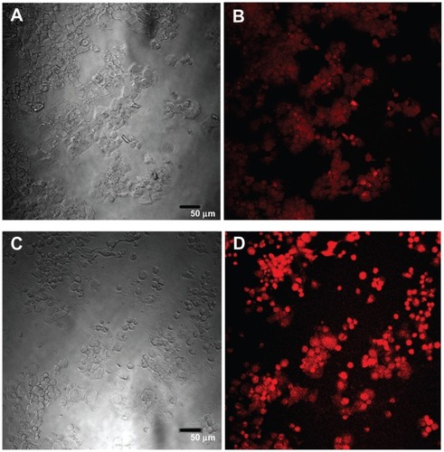 Figure 9 Confocal images of HepG2 cells incubated with QDs for 24 hours.Notes: (A) differential interference contrast (DIC) Image of cells exposed to MSA-QDs; (B) Fluorescent image of A; (C) DIC image of cells exposed to POSS-QDs (D) Fluorescence image of C. Both POSS and MSA-QDs maintain high cellular numbers and intracellular fluorescence indicating uptake of QDs. POSS-QDs (D) appear brighter than MSA-QDs (C).Abbreviations: QD, quantum dots; MSA-QDs, mercaptosuccinic acid quantum dots; POSS-QDs, polyhedral oligomeric silsesquioxane quantum dots; POSS, polyhedral oligomeric silsesquioxane.