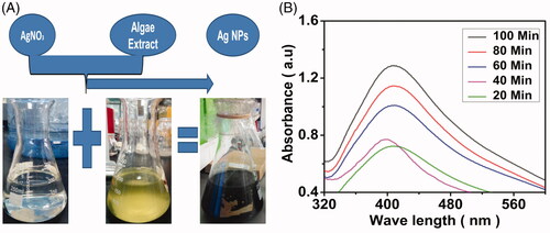 Figure 1. Confirmation of AgNPs synthesis by visual colour change (A). UV–Vis spectra of the biofabricated AgNPs at different time intervals (B).
