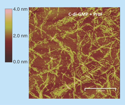 Figure 5.  Complex formation between cyclic diguanylic acid and 3,6-diaminoacridine hydrochloride captured by atomic force microscopy image.Condition: [c-di-GMP] = 100 μM, [ProF] = 100 μM, [K+] = 250 mM in 50 mM Tris-HCl (pH = 7.5) was left to stand overnight (12 h) and then diluted 20-times to give final concentrations of c-di-GMP (5 μM), ProF (5 μM) and K+ (12.5 mM), which was deposited on the mica plate for AFM imaging.AFM: Atomic force microscopy; c-di-GMP: Cyclic diguanylic acid; ProF: 3,6-Diaminoacridine hydrochloride.