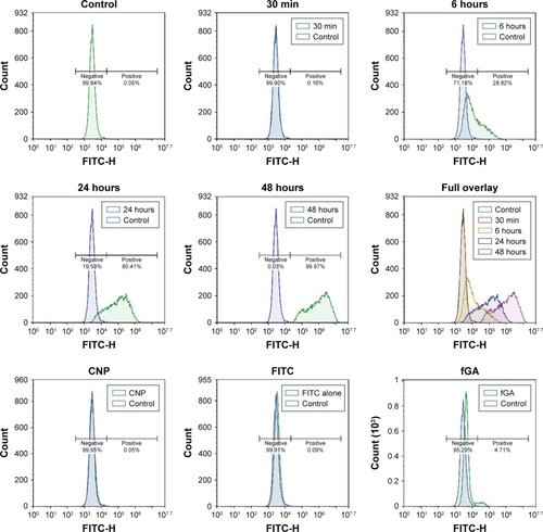 Figure 12 Detection of fluorescence signal of fGA in 786-O cells through flow cytometry analysis.Notes: Fluorescence profile of cells treated with fGA-CNP for 30 minutes, 6 hours, 24 hours, and 48 hours. No FITC signal was detected in nontreated cells (control) and cells treated with CNP FITC and fGA. The fluorescence peaks shifted to the right (higher fluorescence intensity) from 30 minutes to 48 hours treatment time point (full overlay).Abbreviations: CNP, chitosan nanoparticle; fGA, fluorescently labeled glutamic acid; FITC, fluorescein 5(6)-isothiocyanate.