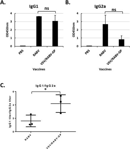 Figure 3. Influence of VSV/RABV-GP immunization on the type of T helper cell response. The serum specific IgG1 (A) and IgG2a (B) titers were determined as indicators of a Th2 or Th2 type of response, respectively. C: IgG1/IgG2a titer ratios of immunized mice. Results are expressed as the mean (n = 6) of OD450 ± SD values and are representative of at least three independent experiments. Statistical significance was assessed by Student’s t test. ns, not significant.