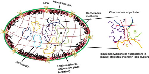 Figure 1. Schematic diagram of chromatin loop-cluster stabilization via lamin meshwork inside the nucleoplasm.