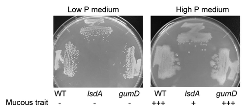 Figure 1.G. diazotrophicus Pal5 WT, gumD mutant, and lsdA mutant strains grown on high or low P solid medium. Plus (+++) indicates the strongest mucous trait, plus (+) is moderate, and minus (-) is the weakest. Cells were grown for 1 wk at 30 °C.