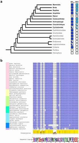 Figure 2. Conservation of BKCa-DEC sequence. (A) A simplified metazoan phylogeny is represented describing the presence or absence of BKCa and DEC sequences in the examined taxa. Taxonomic groups belonging to vertebrates and invertebrates are depicted in black and gray font, respectively. The tree topology was done by phyloT based on the NCBI taxonomy and visualized in the interactive Tree of Life tool (https://itol.embl.de/itol.cgi). Solid color boxes indicate that the correspondent sequence was identified in all the organisms searched for that taxonomic group. Half-filled boxes indicate that at least one, but not all, of the organisms belonging to that taxonomic group possess the sequence. A white box represents the cases where the sequence was not found; in the case of dipnoi we cannot assure complete absence since only genomic traces and transcriptomic data were available. The search of BKCa (KCNMA1) and its DEC sequence were done in NCBI database, using their respective Homo sapiens sequence as initial query for BLASTp and tBLASTx. Additional rounds of BLAST searches were performed using hit sequences from the first round to identify potential distantly related homologs that might not be detected by using the initial query sequences. To corroborate that the sequences obtained belonged to bona fide BKCa channels a search for the Ca2+ bowl sequence [Citation6] and the GYG (or GxGD) pore motif [Citation71] was performed posteriori. (B) Alignment of DEC sequences found in vertebrates. The colored bar at left indicates the taxonomic group, pink for mammals, yellow for birds, green for reptiles, turquoise for amphibians, light blue for bony fishes (actinopterygians plus coelacanths), dark blue for Chondrichthyes (cartilaginous fishes) and purple for cyclostomes (jawless fish)