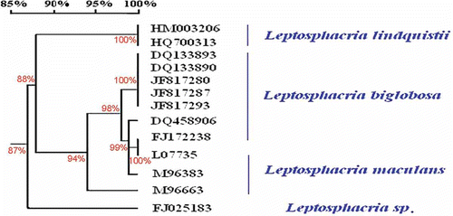 Fig. 3. Homology tree constructed with the nucleotide sequences of the internal transcribed space regions of isolates from 13 different Leptosphaeria species, including one new isolate from this study (HQ700313), and 12 isolates retrieved from GenBank.