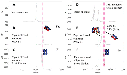 Figure 5. SE-HPLC analysis for the papain-digested fragments of mAb-PFM monomer and HMW species following the protein A column fractionation. (A and D) The intact mAb-PFM monomer and HMW species, respectively. (B and C) The protein A column flow-through and the eluted fraction, respectively, of the digested mAb-PFM monomer. (E and F) The protein A column flow-through and the eluted fraction, respectively, of the digested mAb-PFM HMW species. The mobile phase was PBS.