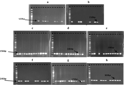Figure 3. Electrophoretic graph of tested virulence factors encoding genes in some represented isolates of S. agalactiae. a: bac gene, b: hvgA gene, c: fsbA gene, d: fsbB gene, e: scpB gene, f: hylB, g cylB gene, h: lmb gene. M: 100bp DNA marker. C: negative control, bp: base pair.