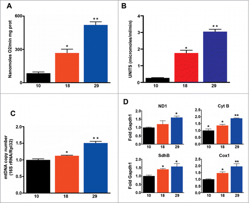 Figure 2. Mitochondrial function correlates with metabolic rate, but not with the rate of aging. (A) Mitochondrial oxygen consumption (n = 5 − 9). (B) Mitochondrial density (n = 6 − 7). (C) Mitochondrial copy number (n = 3 − 4). d) qPCR analysis of ND1, Cyt-b, SdhB and Cox1 (n = 4 − 5). The mean ±SEM is shown (n indicates independent replicates per group). Different numbers of * indicate statistically significant differences (ANOVA, p < 0.05) between temperatures.