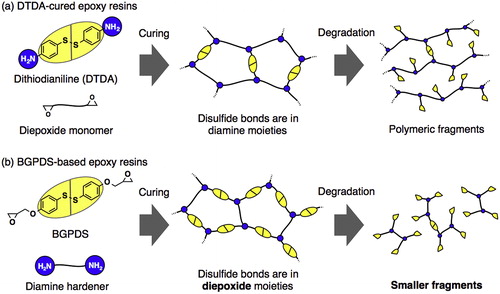 Figure 7. Bond-forming and breaking with disulfide bridges. Adapted with permission from Ref. Citation115, Copyright 2015, Elsevier Ltd. (a) Employed by Luzuriaga et al. in polymer recycling. (b) Employed by Takahashi et al. in polymer recycling.
