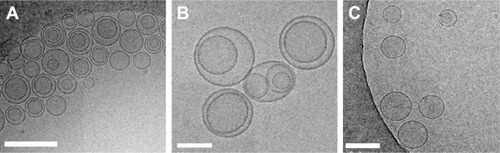 Figure 2 CryoTEM images of liposomes formed by the lipid mixtures.Notes: (A) DLPC/CHOL/CHOL–PEG/CHOL (+), (B) DLPC/CHOL/CHOL–PEG (=), and (C) DLPC/CHOL/CHOL–PEG/DOPA (−). Scale bar: 200 nm.Abbreviations: CryoTEM, cryogenic transmission electron microscopy; DLPC, 1,2-didodecanoyl-sn-glycero-3-phosphocholine; CHOL, cholesterol; CHOL–PEG, cholesteryl–polyethylene glycol 600 sebacate; DOPA, 1,2-dioleoyl-sn-glycero-3-phosphoric acid monosodium salt.