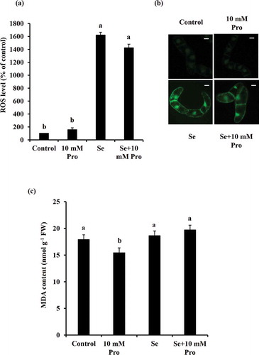 Figure 3. Effects of exogenous proline (Pro) on intracellular ROS accumulation and lipid peroxidation on BY-2 cells under selenate stress. (a) Intracellular ROS level in 4-day-old Se-unadapted tobacco BY-2 suspension cells under selenate stress in the presence or absence of proline. (b) Representative fluorescence images of 4-day-old Se-unadapted tobacco BY-2 suspension cells under selenate stress in the presence or absence of proline. Scale bar = 20 µm. (c) Malondialdehyde (MDA) content in 4-day-old Se-unadapted tobacco BY-2 suspension cells under selenate stress in the presence or absence of proline. The percentage of fluorescence intensity is shown as a ROS level. Averages from three independent experiments (n = 3) per bar are shown. Error bars represent SE. Bars with the same letters are not significantly different at P < 0.05.