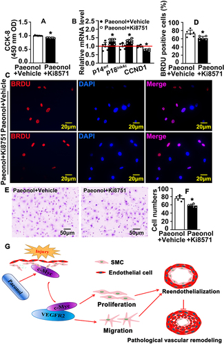 Figure 7 Inhibition of VEGF signaling pathway attenuates Paeonol associated reendothelialization. (A) HUVEC-Cs were treated with 10 μM Paeonol and 10 nM Ki8571 (VEGFR2 inhibitor), and CCK-8 performed to evaluate cell viability (n=9). (B) HUVEC-Cs were treated with Ki8751 (10 nM) after treatment with Paeonol. Real Time PCR performed to detect the relative mRNA levels of cell cycle-regulated genes (n=6). (C) HUVEC-Cs were treated with Ki8571 (10 nM) and Paeonol (10 μM) for 12 hours, after BRDU reagent labelled for 24 hours (Scale bar: 20 μm). (D) BRDU positive cells were quantified (n=6). (E) Boyden migration assay was performed after Paeonol (10 μM) and Ki8571 (10 nM) treating for 24 hours, and cell numbers were quantified in (F) (Scale bar: 50 μm; n=6). Quantitative data presented as mean ± SEM, *P < 0.05 was considered significant. (G) Schematic diagram demonstrates that how Paeonol regulates reendothelialization after vascular injury.