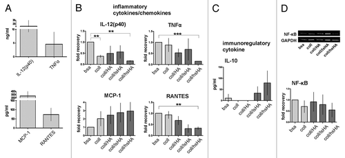 Figure 6. Late cytokine response of MØCC differentiated on aECM. Monocytes were differentiated into MØCC on bsa, coll or different aECMs. On day 6 of differentiation, cytokine response and NF-κB activation were evaluated after LPS stimulation for 20 min (NF-κB), 5 h (TNFa) or 24 h (all other cytokines). (A) MØCC differentiated on bsa release high levels of inflammatory cytokines/chemokines. (B) Changes in the levels of released cytokines are presented as fold recovery relative to bsa. Release of inflammatory cytokines IL-12(p40), RANTES and TNFα is reduced in MØCC on all aECM whereas levels of the chemokine MCP-1 are elevated. Altered cytokine/chemokine release is most pronounced and significant in MØCC on coll/hsHA. (C) MØCC on bsa produce little amounts of immunoregulatory IL-10 which are elevated in MØCC on coll/lsHA and coll/hsHA. (D) Activation of NF-κB is remarkably reduced in MØCC differentiated on coll/hsHA. Levels of NF-κB were determined by densitometric evaluation and calculation relative to GAPDH which was used as loading control. All data are presented as mean ± SD of three (NF-κB: five) independent experiments. *p < 0.05, **p < 0.01 and ***p < 0.001.