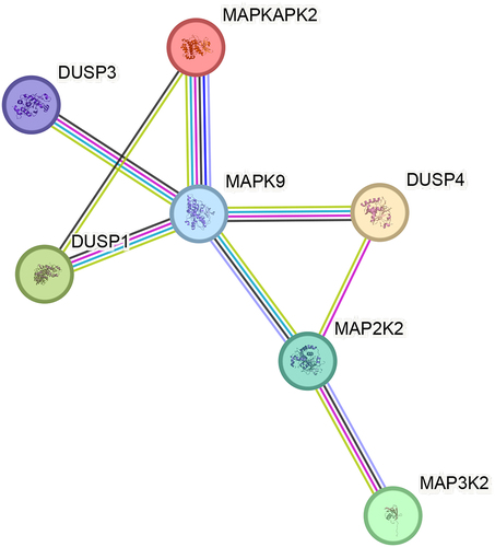 Figure 3. Relationship network for the selected MAPks pathway differentiation genes generated in the STRING database.