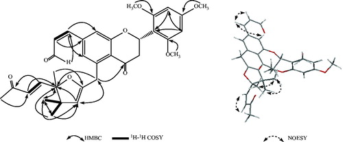 Figure 2. Key HMBC, 1H–1H COSY, and NOESY correlations of compound 1.