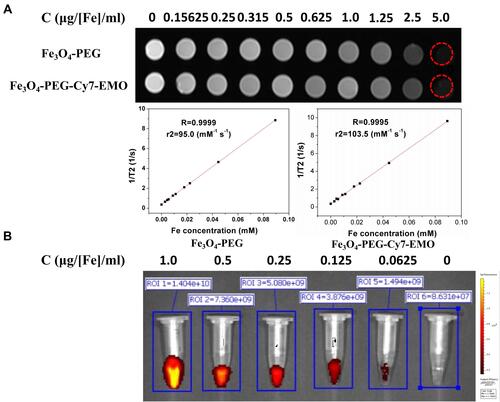 Figure 3 Fe3O4-PEG-Cy7-EMO enabled FI/MRI dual-modal imaging in vitro.