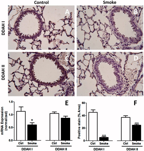 Figure 2. Lung DDAH expression following 4-week exposure to CS. Cell DDAH I and DDAH II expression was visualized by IHC. Lung sections of (A and C) control and (B and D) smoke-exposed mice were stained with antibodies to (A and B) DDAH I or (C and D) DDAH II. Magnification 40×. (E) DDAH I and DDAH II mRNA expression levels were determined in whole lung homogenates of control and smoke-exposed mice using real-time qPCR (control, n = 17; smoke, n = 22). Data shown are means ± SE. *p < 0.05 vs control animals. (F) The amount of DDAH I and DDAH II staining was quantified as the percentage positive (brown) stained vs total cell counterstain (purple) for each field. The data illustrates that DDAH protein levels are lower in CS-exposed mice.