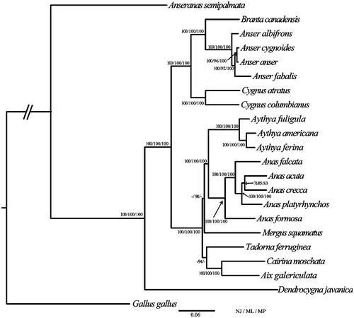 Figure 1. Phylogenetic tree of the relationships among Anseriformes based on the nucleotide dataset of the 13 PCGs. Gallus gallus served as outgroup. The NJ analyses were conducted using 1000 bootstrap values in MEGA v 6.06, ML analyses were implemented in ML + rapid bootstrap for 100 replicates under GTRGAMMA, and MP analyses were performed with 1000 bootstrap values. Number of above each node indicates the NJ, ML, and MP bootstrap support values, respectively. Branch lengths and topologies came from the ML analysis. All 22 species' accession numbers are listed as below: Gallus gallus KM096864, Anseranas semipalmata NC_005933, Dendrocygna javanica NC_012844, Aix galericulata NC_023969, Cairina moschata NC_010965, Tadorna ferruginea NC_024640, Mergus squamatus NC_016723, Anas formosa NC_015482, Anas platyrhynchos NC_009684, Anas acuta NC_024631, Anas falcata NC_023352, Aythya ferina NC_024602, Aythya americana NC_000877, Aythya fuligula NC_024595, Cygnus columbianus NC_007691, Cygnus atratus NC_012843, Anser fabalis NC_016922, Anser anser NC_011196, Anser cygnoides NC_023832, Anser albifrons NC_004539, Branta canadensis NC_007011, and Anas crecca KC771255.