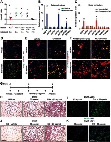 Figure 7 Estrogen receptor inhibition promotes beiging via β3-adrenoreceptor. (A–F) SV cells were isolated from SWAT of two-month-old WT females. Confluent cells were induced with beige adipogenic media. A week later, the following experiments were performed. (A) Relative changes in cAMP concentrations upon induction with or without Forskolin. Every dot represents an average of technical triplicates of one biological sample. The relative changes in cAMP concentrations are calculated as differences between treatments, n≥8. (B–C) Relative mRNA levels, quantified by qPCR, of UCP1, β-adrenergic receptors, β-adrenergic receptor kinases and PPARγ2. (B) Vehicle or Fulvestrant were added during differentiation, then the differentiated beige cells were activated with Forskolin for 8 hr, n≥7. (C) Vehicle or Fulvestrant were added to differentiated beige cells for 24 hr without Forskolin, n≥5. (D–F) Vehicle or Fulvestrant were added during differentiation. Nile Red stains lipid droplets. (D) Vehicle-treated or Fulvestrant-treated beige cells were immunostained for AdRβ3 expression. (E) Vehicle-treated or Fulvestrant-treated beige cells were activated or not with CL-316,243 (β3 agonist) for 24 hr, and then immunostained for UCP1 expression. (F) Vehicle-treated or Fulvestrant-treated beige cells were activated with Norepinephrine (NE) for 24 hr; concomitantly co-treated with a vehicle or SR59230A (β3 antagonist), and then immunostained for UCP1 expression. (G–I) Four-month-old WT females were pre-treated with a vehicle or 40 mg/kg/injection Fulvestrant, followed by administration of 1 mg/kg/day β3 agonist as described in (G). Representative histological sections of SWAT, which were either H&E-stained (H), n≥8, or immunostained for UCP1 expression (I). (J–K) Four-month-old ERαWT or ERαKO (KO) females were treated with β3 agonist as described in (G). Representative histological sections of SWAT, which were either H&E-stained (J), n≥7, or immunostained for UCP1 expression (K). Scale bars =100 µm. Error bars indicate S.E.M. Statistical significance assessed by two-tailed Student’s t-test, *p<0.05, **p<0.01; and one-way ANOVA test, $p<0.01. In (A), results are based on a matched standard curve and a linear regression analysis.