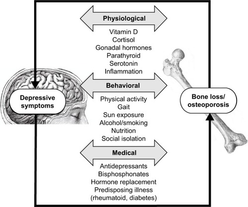 Figure 1 Some of the proposed variables in the relationship between depressive symptom and bone loss.