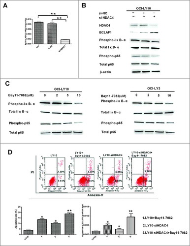 Figure 4 HDAC4 gene silencing caused apoptosis of DLBCL cells and increased expression of BCLAF1.(A) Relative HDAC4 mRNA expression in OCI-LY10 cells treated with or without si-NC and si-HDAC4.(B) The protein levels of HDAC4, BCLAF1, p-IκB-α and p-p65 were assessed by Western blot. (C)The protein levels of p-IκB-α and p-p65 were assessed by Western blot. (D)Cell apoptosis rates were tested by flow cytometry. The expression of BCLAF1 at the mRNA level was also analyzed by q-RT-PCR after si-HDAC4 and Bay11-7082 treatment. All experiments were performed three times.Data are represented as mean±SD.*P<0.05,**P<0.01 versus the control group.