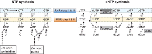 Figure 1.  NTP and dNTP synthesis with allosterically/feedback regulated enzymes in dNTP synthesis shown. The class of RNR used, the presence of different dNKs and the choice of dCMP or dCTP for deamination vary between species. Most eukaryotes (e.g. mammals) and gram positive bacteria use dCMP deaminase (dCMPDA) whereas most gram-negative bacteria use dCTP deaminase (dCTPDA). The one-letter abbreviations in NTP salvage synthesis (U, C, A, G and I) stand for both the base and its corresponding ribonucleoside (I stands for hypoxanthine and inosine). Degradation pathways are generally not included with the exception of dephosphorylation events, which are shown by grey arrows unless they directly take part in dNTP synthesis. The dephosphorylations of (d)NTPs to (d)NMPs can both occur as a one-step procedure or via (d)NDPs.