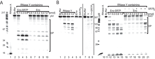 Figure 8. SR7P affects RNA degradation in vitro.