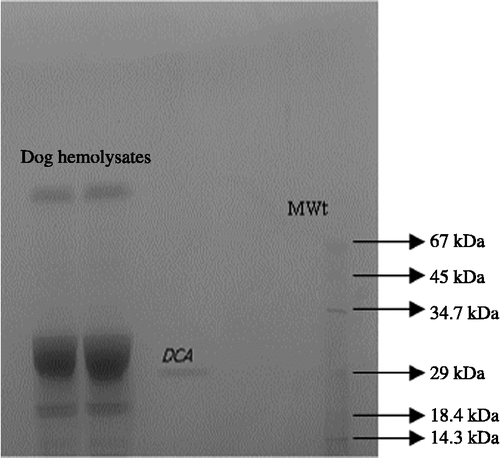 Figure 2 SDS-PAGE of dCA on a 10% polyacrylamide reducing gel. Protein standards are: lysozyme (14.3 kDa), β-galactoglobulin (18.4 kDa), carbonic anhydrase (29 kDa), pepsin (34.7 kDa), ovalbumin (45 kDa), albumin bovine (BSA, 67 kDa).