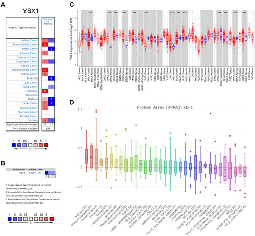 Figure 1 The YBX1 expression profiles in different type of human cancers.