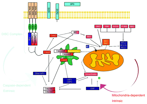 Figure 2. Intrinsic and extrinsic apoptotic pathways regulated by TRAIL. Key molecules are shown (by K. Drosopoulos and E. Oikonomou, NHRF, Athens).