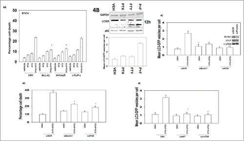 Figure 4. The regulation of FTY720 and pemetrexed toxicity by apoptosis pathways and autophagy. (A) BT474 cells were infected with recombinant adenoviruses to express empty vector (CMV); BCL−XL; dominant negative caspase 9; the caspase 8 inhibitor c-FLIP-s (50 moi). Twenty four h after infection cells were treated with Vehicle (VEH), pemetrexed (PTX, 0.5 μM) FTY720 (FTY, 0.25 μM) or the drugs in combination. Twenty four h after drug treatment cells were isolated and viability determined by trypan blue exclusion assay (n = 3, +/− SEM). *P < 0.05 less than corresponding value in CMV cells. (B) Lower graph: BT474 cells were transfected with a plasmid to express LC3-GFP. Twenty four h after transfection cells were treated with Vehicle (VEH), pemetrexed (PTX, 0.5 μM) FTY720 (FTY, 0.25 μM) or the drugs in combination. Cells were microscopically examined after 6h and the number of GFP+ intense staining punctae counted (n = 3 +/− SEM); Upper blots: BT474 cells were treated with Vehicle (VEH), pemetrexed (PTX, 0.5 μM) FTY720 (FTY, 0.25 μM) or the drugs in combination. Cells were isolated after 12h and the expression of LC3I/II and p62 determined. (C) BT474 cells were transfected with a plasmid to express LC3-GFP and in parallel transfected with scrambled siRNA control molecule (siSCR) or siRNA molecules to knock down expression of ATG5 or Beclin1. Twenty four h after transfection cells were treated with Vehicle (VEH) or with pemetrexed (PTX, 0.5 μM) and FTY720 (FTY, 0.25 μM) in combination. Cells were microscopically examined after 6h and the number of GFP+ intense staining punctae counted (n = 3 +/− SEM). (D) BT474 cells were transfected with scrambled siRNA control molecule (siSCR) or siRNA molecules to knock down expression of ATG5 or Beclin1. Twenty four h after transfection cells were treated with Vehicle (VEH) or with pemetrexed (PTX, 0.5 μM) and FTY720 (FTY, 0.25 μM) in combination. Twenty four h after drug treatment cells were isolated and viability determined by trypan blue exclusion assay (n = 3, +/− SEM). *P < 0.05 less than corresponding value in siSCR cells. (E) BT474 cells were transfected with a plasmid to express LC3-GFP and in parallel transfected with either: empty vector plasmid CMV or with plasmids to express activated forms of AKT or mTOR. Twenty four h after transfection cells were treated with Vehicle (VEH) or with pemetrexed (PTX, 0.5 μM) and FTY720 (FTY, 0.25 μM) in combination. Cells were microscopically examined after 6h and the number of GFP+ intense staining punctae counted (n = 3 +/− SEM) *P < 0.05 less than corresponding value in CMV cells.