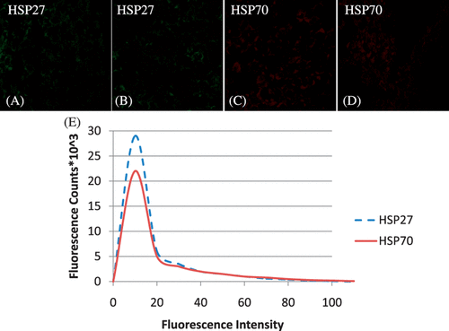 Figure 3. Fluorescence images of Hsp27 before (A) and following nanoshell inclusion (B), Hsp70 before (C) and following nanoshell inclusion (D) and histogram of Hsp27 and Hsp70 fluorescence counts as a function of fluorescence intensity following nanoshell inclusion (E).