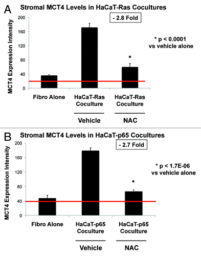 Figure 8. NAC quantitatively reduces oncogene-induced expression of MCT4 in cancer associated fibroblasts. (A) HaCaT-Ras co-cultures; (B) HaCaT-p65 co-cultures. MCT4 expression, illustrated in Figure 7, was subjected to image quantitation, as detailed under “Materials and Methods”. Note that HaCaT-Ras and HaCaT-p65 cells significantly induce MCT4 expression in adjacent stromal fibroblasts, during co-culture. However, treatment with NAC [10 mM] reduced stromal MCT4 expression levels by nearly 3-fold, approaching baseline levels. Thus, NAC effectively functions as an “MCT4 inhibitor”.