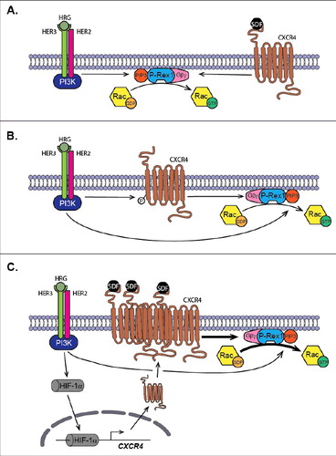 Figure 2. P-Rex1 acts as a convergence point for pro-oncogenic/metastatic pathways. (A) Activation of P-Rex1 by ligand stimulation of HER/ErbB receptors (for example with HRG) and CXCR4 (with SDF-1). PIP3 and Gβγ subunits generated upon receptor stimulation activate P-Rex1 GEF-activity toward Rac. (B) HER/ErbB receptors transactivate CXCR4 independently of SDF-1, leading to P-Rex1/Rac activation. (C) Sustained stimulation of HER3/ErbB3 stabilizes the expression of the HIF-1α, leading to enhanced transcriptional activation of the CXCR4 gene. This results in up-regulation of CXCR4 surface expression and augmented P-Rex1/Rac1 motility signaling.