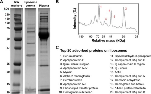 Figure 3 Proteomic analysis of the PC of liposomes.Notes: Liposomes were incubated for 1 hour at 37°C in plasma under agitation (A). NPs were centrifuged and extensively washed, and the PC was eluted in SDS loading buffer. SDS-PAGE (12% acrylamide) was carried out at 120 V for 90 minutes. Plasma was loaded as a control. Gels were Coomassie-stained. Plasma proteins on the surface of liposomes were quantified by densitometric analysis. The top five most abundant proteins are labeled by number in the graph (B). The top 20 most abundant proteins in the liposomes PC (C). Bands were selected and identified by LC-MS.Abbreviations: PC, protein corona; NP, nanoparticle; SDS-PAGE, sodium dodecyl sulfate-polyacrylamide gel electrophoresis; LC-MS, liquid chromatography-mass spectrometry; MW, molecular weight.