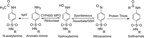 Figure 2.  Metabolic scheme for the formation of reactive metabolites of aromatic amine drugs. Oxidation of aromatic amines to hydroxylamines can occur through enzymes such as CYP450s or myeloperoxidase (MPO); this is prevented by N-acetylation. Hydroxylamines are not very reactive but can auto-oxidize to electrophilic nitroso metabolites. The nitrosoamine can react with thiol-containing nucleophiles such as glutathione or endogenous proteins to form sulfinamide adducts. Additionally, the nitrosoamine can be reduced back to the parent drug, leading to redox cycling and oxidative stress.