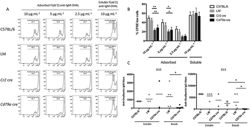 Figure 6. ATG5 is necessary for particulate antigen presentation to T cells. (a) Co/culture with control (C57BL/6 or LM) or Atg5-cKO B cells (Cr2 cre and Cd79a cre) and CFSE-stained OT-II cells were performed. Proliferation was assessed by measuring the dilution of the fluorescent signal by flow cytometry after 3 days of culture. Cells were gated on CFSE+ and TCRB+ cells and CD44 staining was performed to ensure that the decrease of CFSE staining correlated to the activation of OT-II cells. B cells are stimulated either by plate-adsorbed antigen at different concentrations (Fab’2 anti-IgM-OVAL, 10, 5, 2.5 µg/mL; on the left) or by a soluble antigen (F(ab’)2 anti-IgM-OVAL, 10 µg.mL−1; on the right). (b) Percentages of proliferating cells obtained on n = 11 independent experiments (11 C57BL/6, 11 LM, 9 Cr2 cre, 6 Cd79a cre) with different conjugate concentrations (10, 5, 2.5 µg/ml for the adsorbed antigen mimic and 10 µg/mL for the soluble antigen mimic. Bars represent mean values ±SEM; **P < 0.01, *P < 0.05 paired Student t test. (c) Measurement at D15 of anti-OVAL IgM and IgG antibody titers by ELISA, in serum from animals immunized either by soluble OVAL, or OVAL-conjugated with latex beads, in the presence of alum. Each point represents individual anti-OVAL antibody titer. Bars represent the mean ± SEM. *P < 0.05 Mann-Whitney U test, no statistical difference between control mice (C57BL/6 and LM) were revealed. N = 2 to 5.