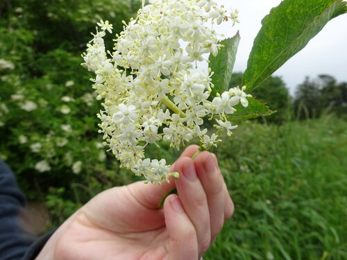 Figure 3. Image of an Elderflower captured by a child involved in the workshop.