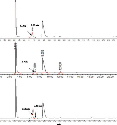 Figure 3. High-performance liquid chromatography (HPLC) analysis of reaction products of purified recombinant AATase with L-Asp as the substrate. Absorption traces of the column eluates are shown. Absorption of the derivatized L-Asp and L-Glu was measured at 254 nm.