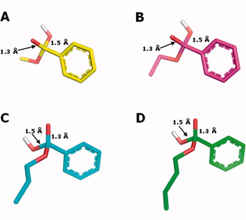 Figure 7. Structures of the tetrahedral intermediates generated from the alkaline hydrolysis for methyl (1, C atoms in yellow), ethyl (2, C atoms in magenta) n-propyl (3, C atoms in cyan) and n-butyl (4, C atoms in green) benzoates. O atoms in red and H atoms in white.