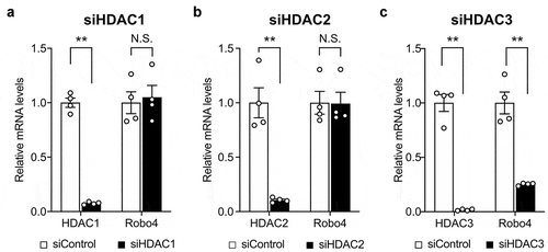 Figure 2. Knockdown of HDAC3 downregulates Robo4 expression in endothelial cells