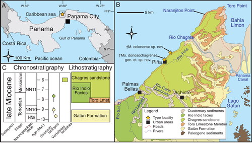 Figure 1. A–C, location map; stratigraphy and geological setting of the type locality (Piña, Chagres district, Costa Abajo, Colon Panama) after Collins et al. (Citation1996).