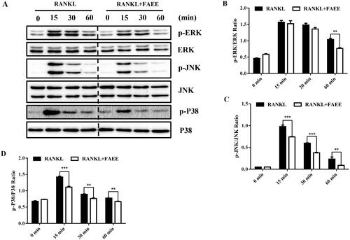 Figure 4. Effect of FAEE on the RANKL-induced mitogen-activated protein kinase (MAPK) signalling pathway during osteoclastogenesis. RAW 264.7 cells were incubated with or without FAEE (100 μM) for 4 h, and then stimulated with RANKL (50 ng/mL) for the indicated times. Then, cell lysates were extracted and underwent western blotting with antibodies as indicated. FAEE blocked the phosphorylation of the extracellular signal-regulated kinase (ERK), the Jun N-terminal kinase (JNK) and p38 induced by RANKL. Representative Western Blot images of the effect of FAEE on the RANKL-induced MAPK signalling pathway (A). The ratios of phosphorylated ERK, JNK, and P38 relative to total ERK (B), total JNK (C), and total P38 (D) were quantified by Alphaview Software (Cell Biosciences, Santa Clara, CA, USA). Data are the mean ± SEM of triplicate experiments. ### p < 0.001 versus RAW 264.7 cells without RANKL, ** p < 0.01 and *** p < 0.001 versus RAW 264.7 cells with RANKL alone.