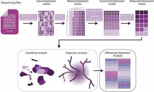 Figure 2. Bioinformatics pipeline used for scRNA-Seq analysis.
