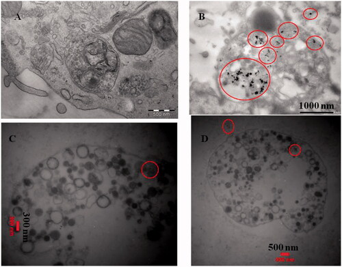 Figure 8. TEM images of internalization of CdNPs@BSA across the cell membrane, (A) lysosome of untreated cell, (B) nucleus of untreated cell, (C) lysosome of treated cells and (D) cytoplasm of treated cell.
