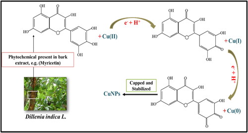 Figure 1. Plausible reduction mechanism of copper metal into CuNPs by Dillenia indica bark extract.