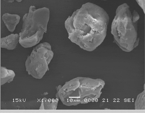 Figure 5. Scanning electron micrographs of pregelatined acid-thinned water chestnut starch (pgatWCS) under 1000× magnification.