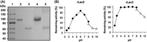 Fig. 1. Properties of purified rLac2 and rLac3.
