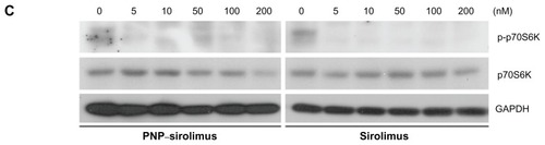 Figure 3 In vitro anticancer efficacy of PNP–sirolimus. (A) A549, NCI-H460, MCF7, and MDA-MB-231 cells were incubated with various concentrations of PNP–sirolimus or sirolimus for 48 hours. (B) The cellular proliferation rate was measured by a CCK-8 assay. (C) The survival fraction was determined by a clonogenic assay. (D) Western blot analysis for total and phosphorylated p70S6K protein was performed with GAPDH as a loading control.Abbreviations: GAPDH, glyceraldehyde-3-phosphate dehydrogenase; PNP, polymeric nanoparticle.